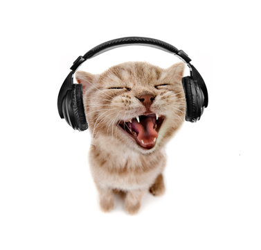 Cat Enjoying Music